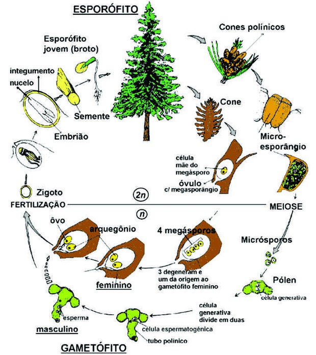 ciclo das gimnospermas