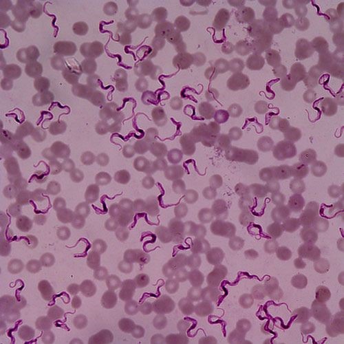 doenças causadas por protozoários