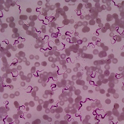 doenças causadas por protozoários