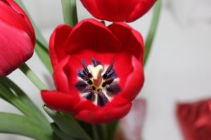 estrutura das angiospermas tulipas