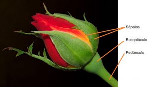 estrutura das angiospermas receptáculo
