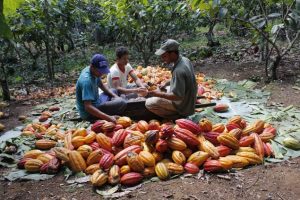 extração de cacau sul da bahia