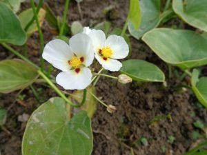 flor trímera