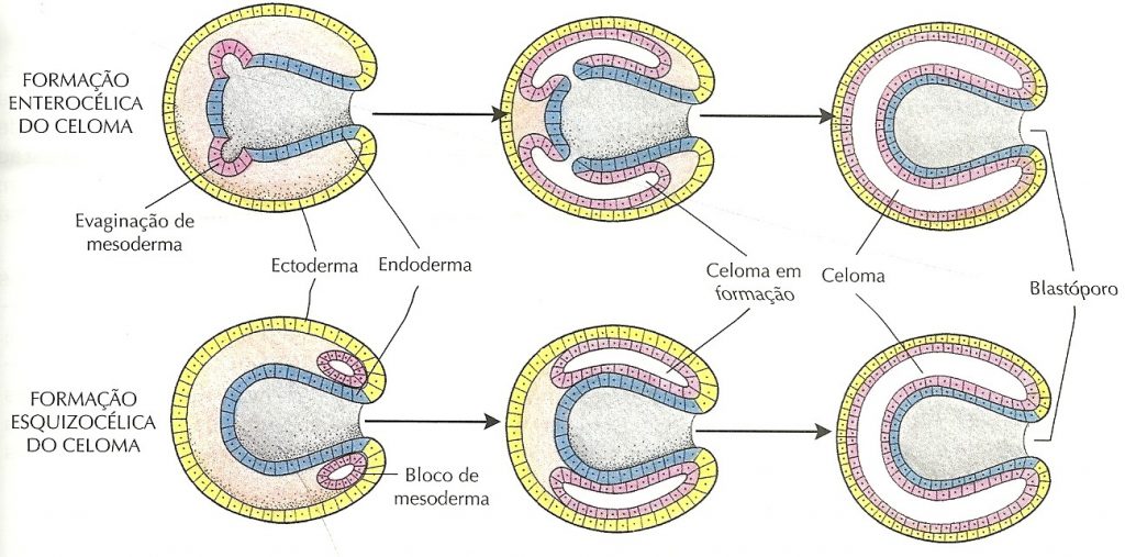 esquema formação do celoma
