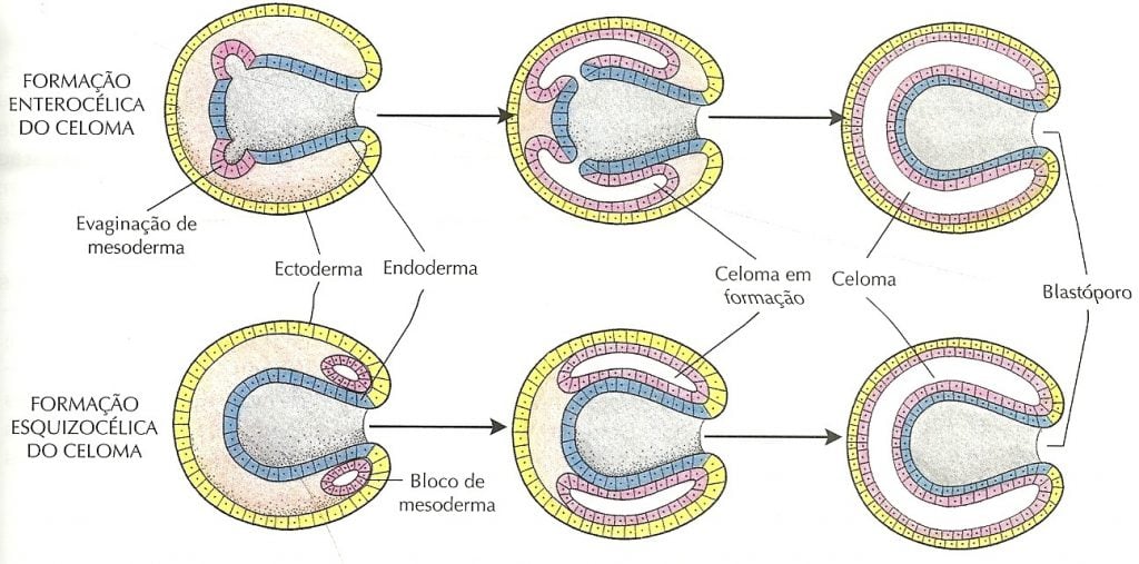 esquema formação do celoma