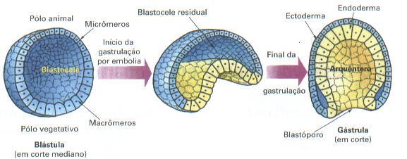 esquema gastrulação reino animal