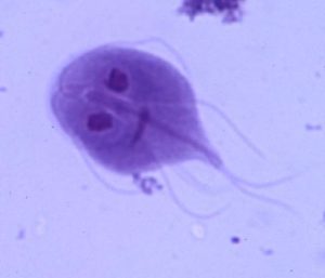 doenças causadas por protozoários