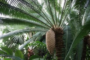 gimnosperma cyclas