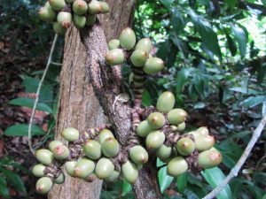 gimnospermas na amazonia