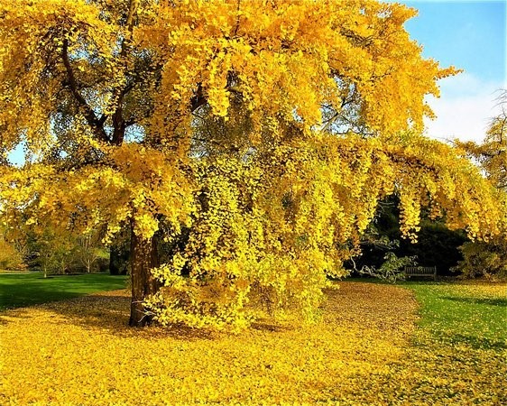 gingko gimnosperma