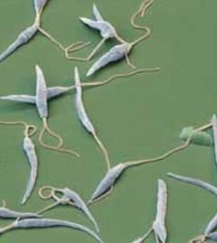 doenças causadas por protozoários