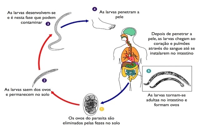 esquema ciclo da ancilostomose