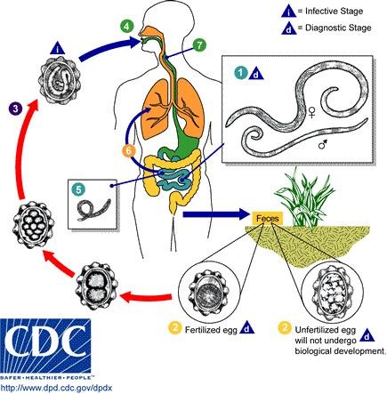 esquema ciclo da ascaridíase