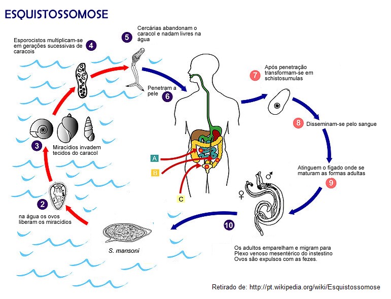 ciclo da esquistossomose