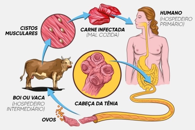 ciclo de vida tênia