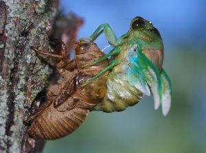 cigarra artrópodes