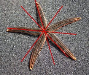 estrela do mar equinodermos