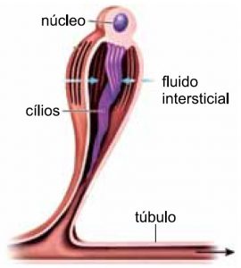 esquema de um plateminto