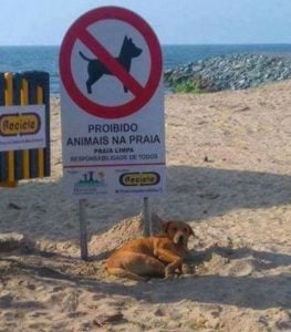 prevenção bicho geográfico