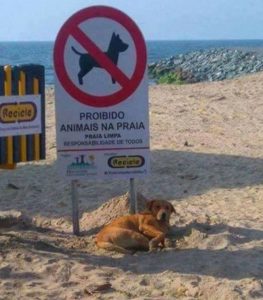 prevenção bicho geográfico