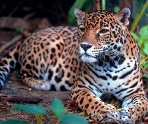 fotografia de uma onça
