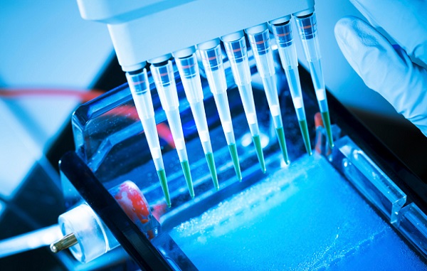 Amostras de DNA colocadas no gel de poliacrilamina