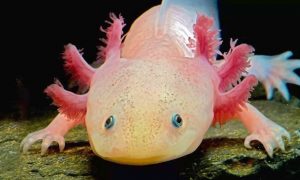 axolote e reprodução sexuada