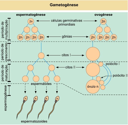 Gametogênese e características - Aula de Biologia para o Enem