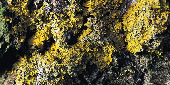 líquens - intemperismo biológico líquens - intemperismo biológico