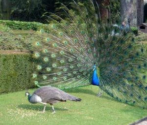 pavão