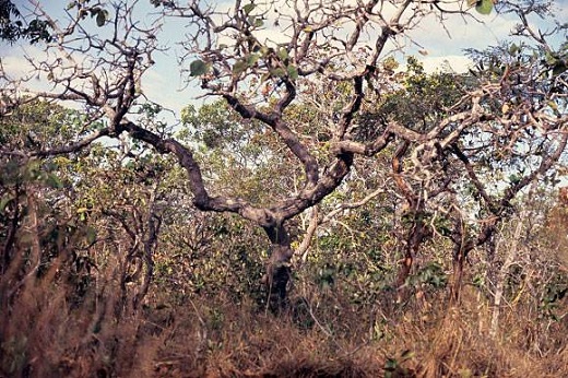 cerrado - biomas