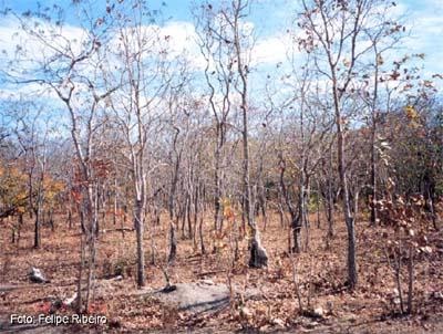 figura 1 - zonas de transição dos biomas brasileiros